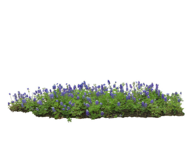 灌木植物平面装饰素材