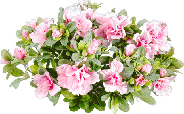 粉色玫瑰花植物装饰素材