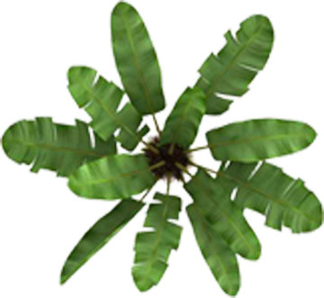 绿色芭蕉树平面树素材