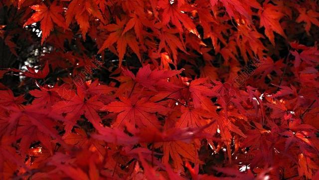 日本 枫 红叶日本枫树 树 红 红叶 支 秋天的树叶 着色