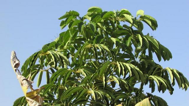 枇杷叶 枸杞子 树 植物 叶子