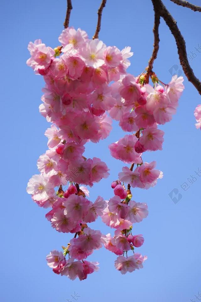 日本樱花树 鲜花 日本樱花 观赏樱花 樱花 开花 树 粉红色