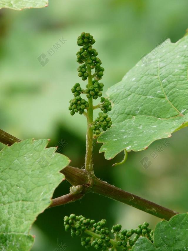 摄影自然绿色植物背景图片