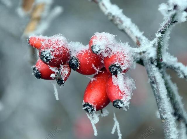 玫瑰果 冬天 冷 性质 红色 弗罗斯特 雪 冰镇