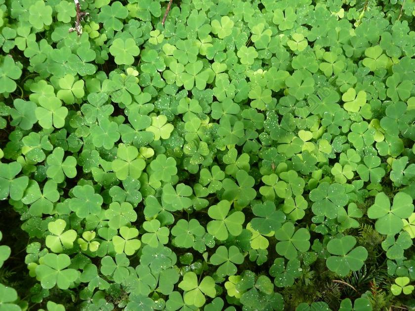 克莱 绿色 厂 性质 红三叶草 四叶三叶草 三叶草 幸运的魅力