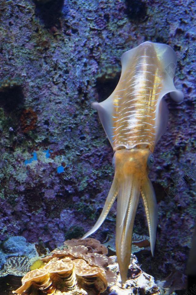 鱿鱼 生物 鱼 海洋 生活 海