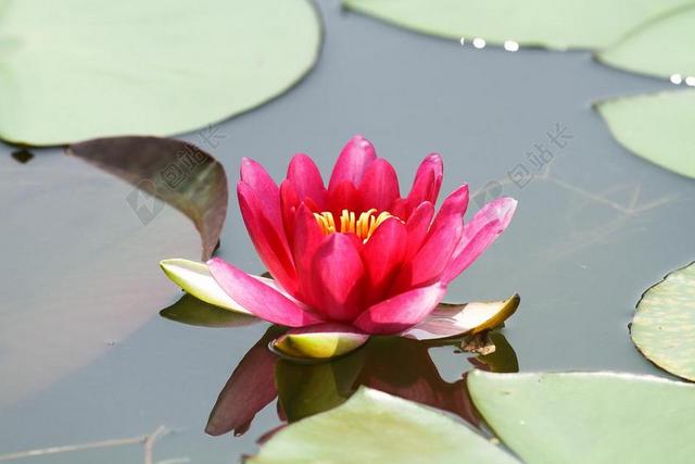莲花 池塘 水 鲜花 绿色 水生植物 软水 花 宁静