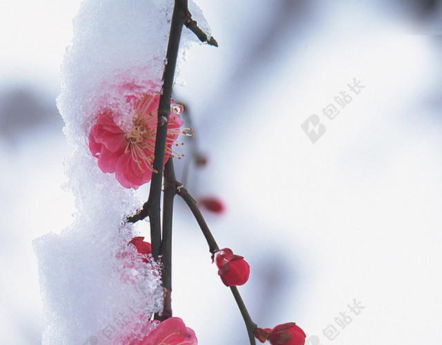 寒冬腊梅冬日大雪小雪节气背景