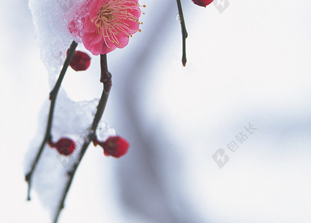 寒冬腊梅冬日大雪小雪节气背景