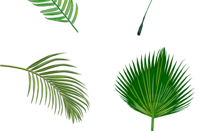 北欧风植物合集树叶