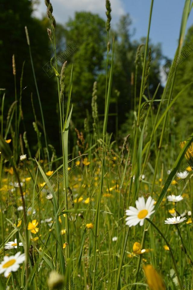 原野 鲜花 夏天 自然 绿色 黄色 田园风光