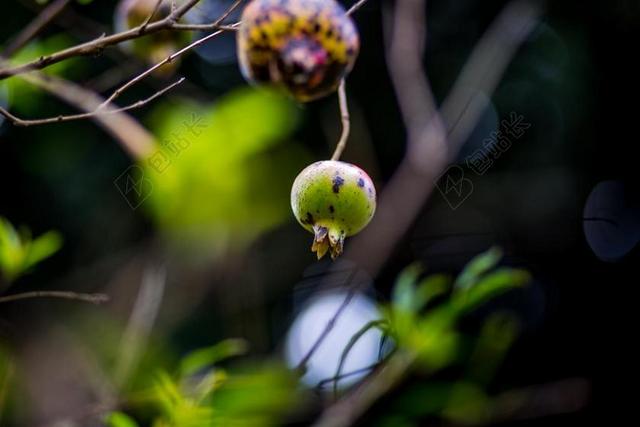 石榴 性质 绿色 花卉 植物学 水果