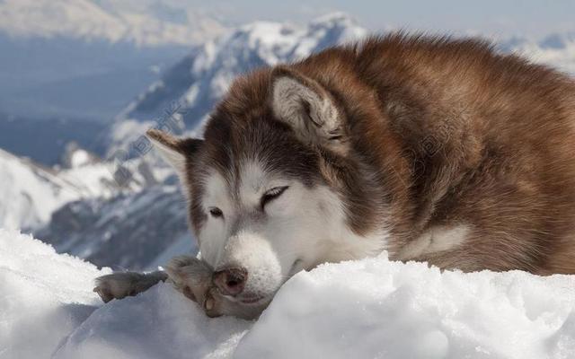 雪地棕黄毛色哈士奇呆萌趴地背景图片