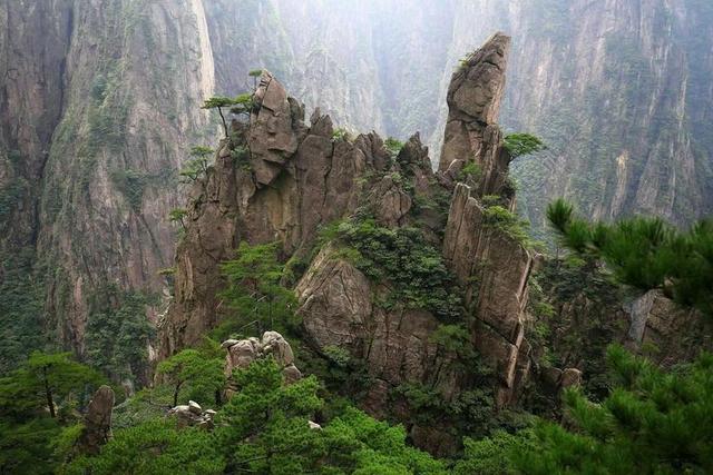 中國 黃山 松柏 峻岩 樹