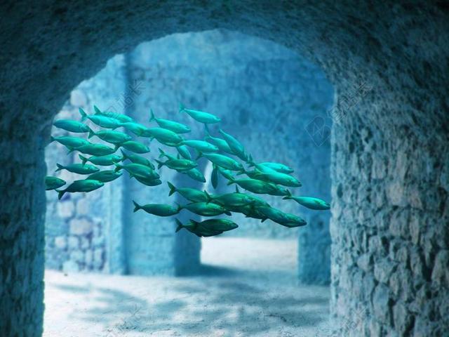 水下 鱼 亚特兰蒂斯号 海 水 海底世界