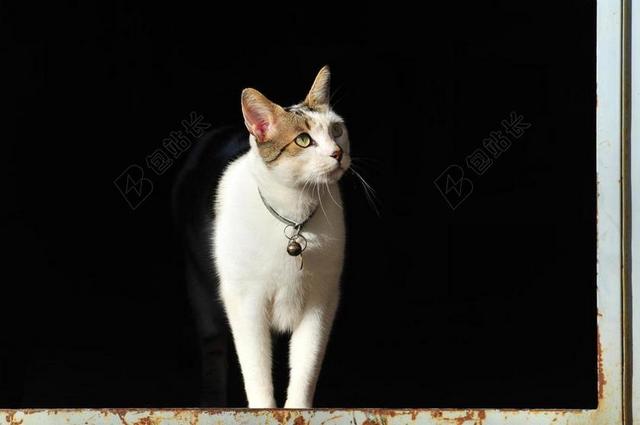 白色猫咪窗前站立眺望背景图片