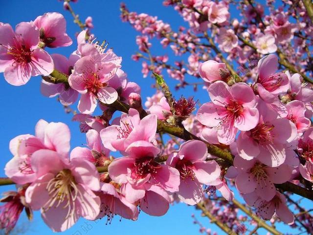 桃子 花 花桃 春 鲜花 颜色 水果 罗莎 树 性质