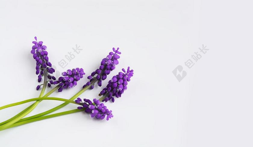 葡萄风信子 紫 春天 风信子 MUSCARI 三 指出花