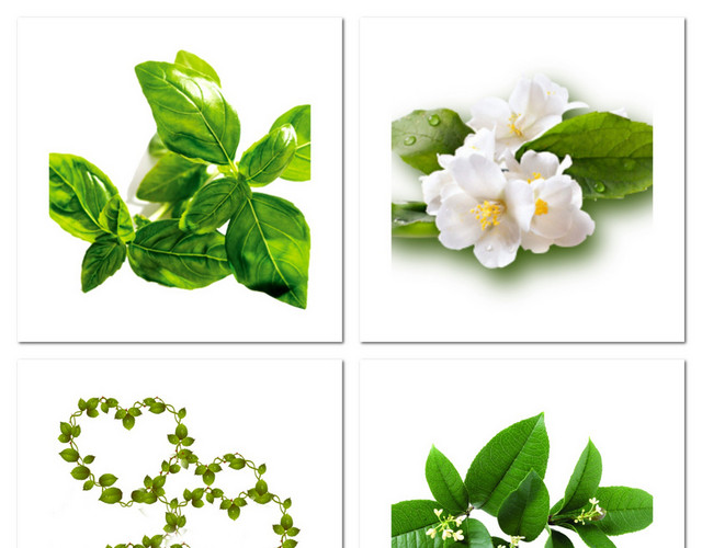 茶叶茶山茶树叶素材