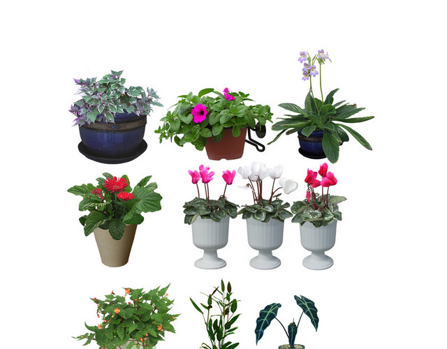 日常花植物素材