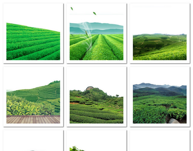 茶叶茶山茶清明节树叶素材