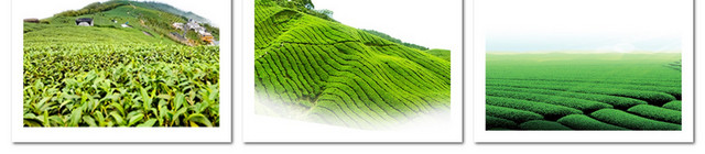 茶叶茶山茶清明节树叶素材