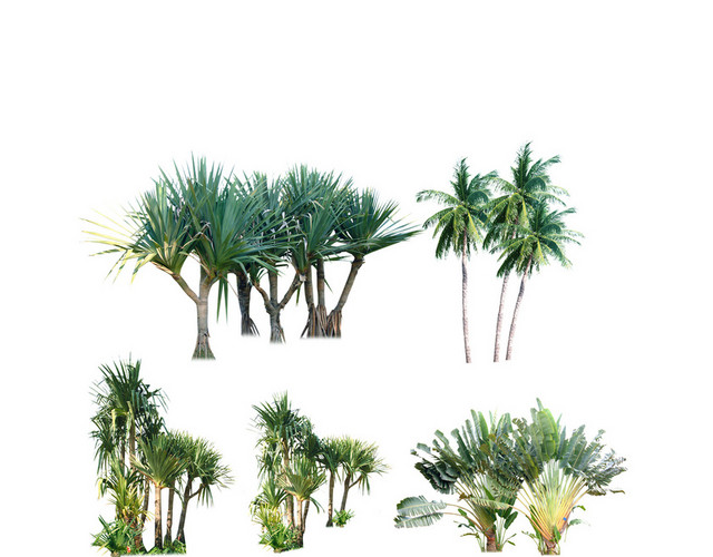 盆栽植物素材