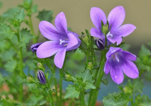 桔梗 花 钟 野风信子 鲜花 春天的花 开花 春天 盛开
