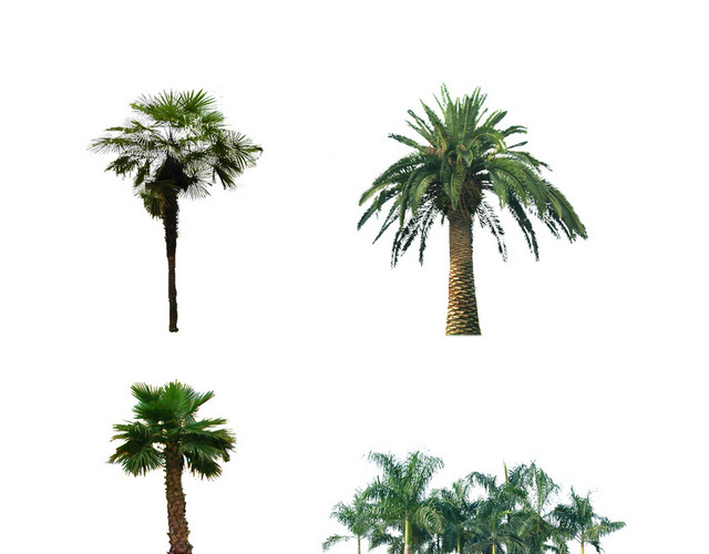 花卉植物素材