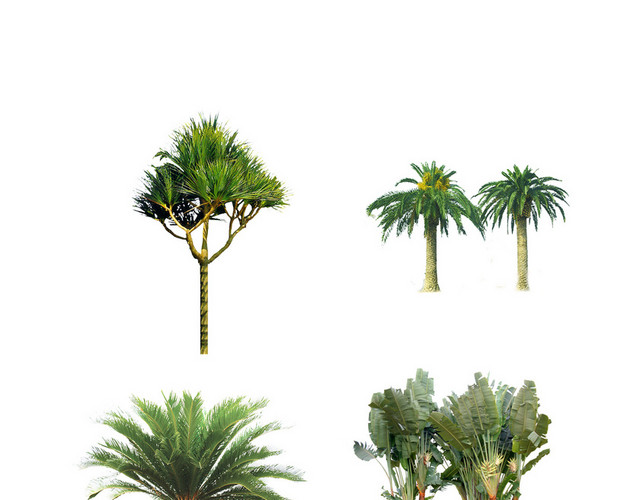 花卉植物素材
