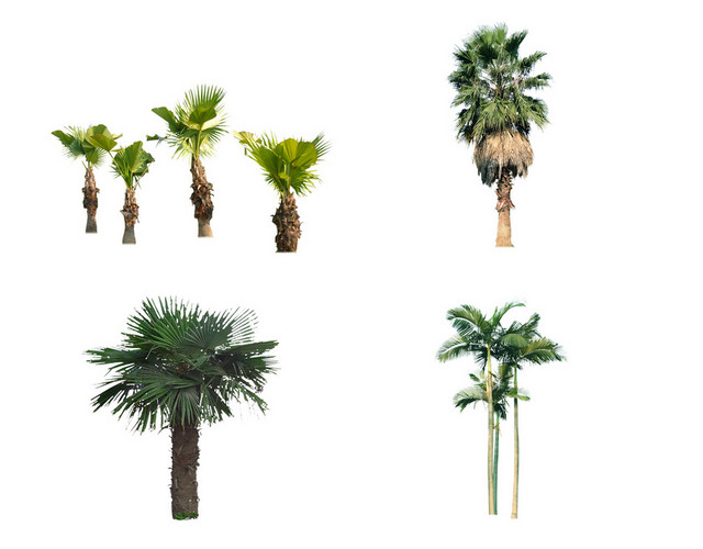 植物素材环境设计