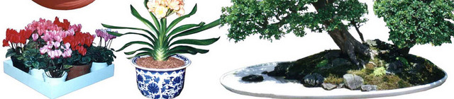 盆景植物