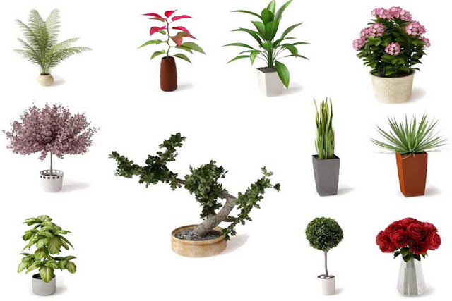 盆栽植物素材