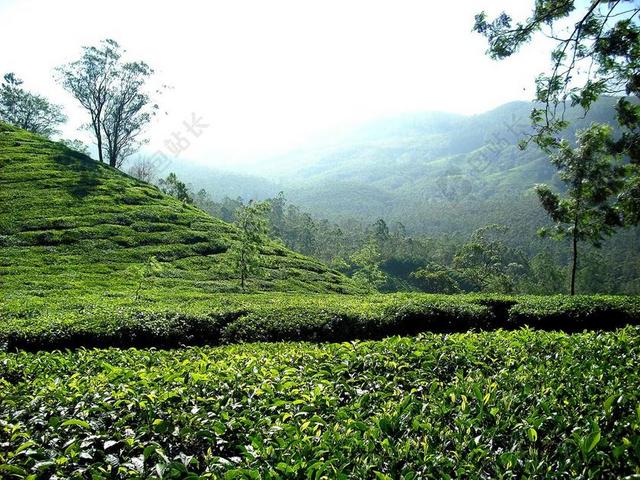 茶园 茶 人工林 印度 丘陵 绿色