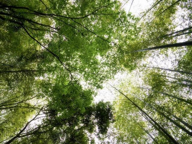 竹 绿色 竹林 天空 日本 熊本