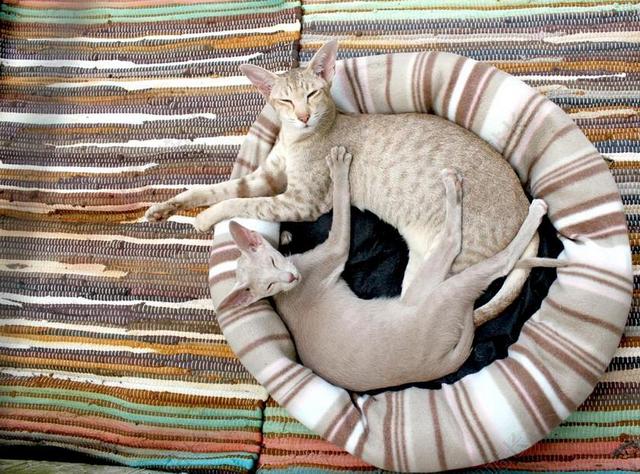 猫 小猫 暹罗猫 舒适 毯子 条纹 枕头 亲近 毛皮 魅力