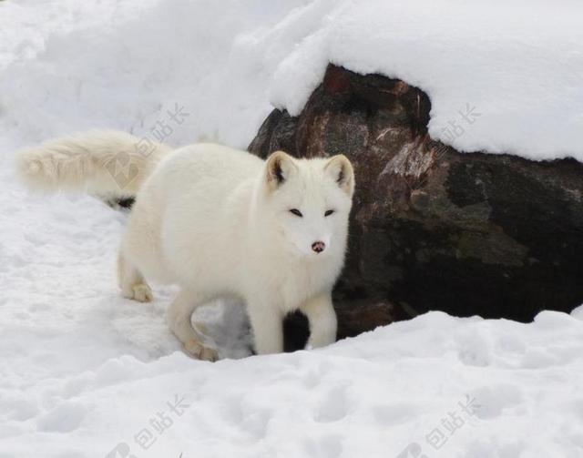 北极 福克斯 动物 哺乳动物 野生 荒野 冬天 雪 森林