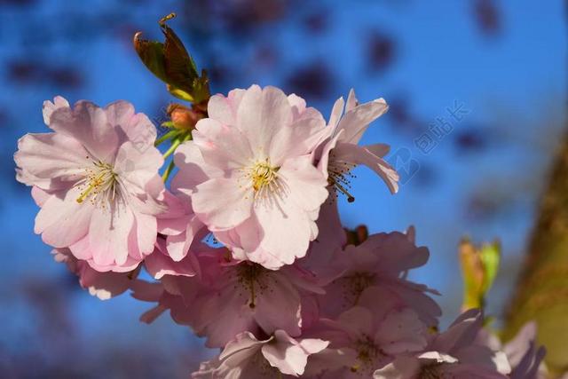 樱花 粉红色 日本樱花盛开 鲜花 盛开 樱桃 日本樱花树 关闭
