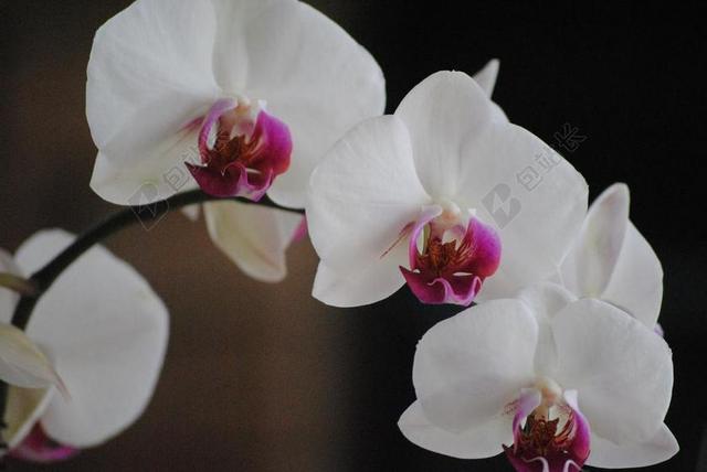 兰花 白 花 自然 热带 花瓣 植物 盛开 植物区系