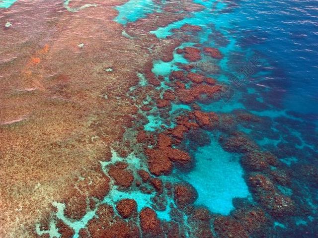 大堡礁 跳水 潜水 珊瑚 海洋 太平洋 鸟瞰图 澳大利亚