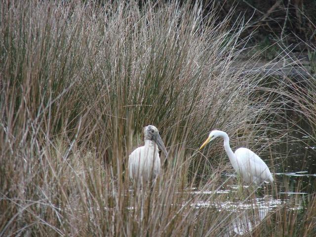 WOODSTORK 鸟 白鹭 动物 野生动物 佛罗里达 白