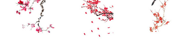 腊梅梅花素材
