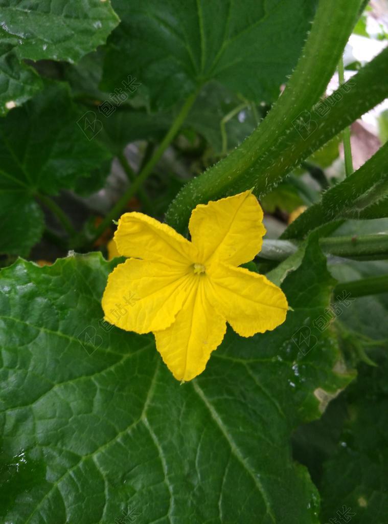 丝瓜 农家乐 开花