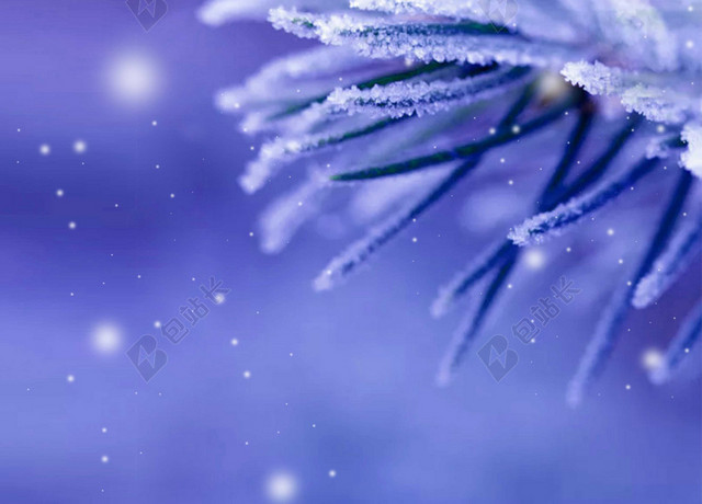 实拍雪花雪松冰冻小寒大寒冬天海报蓝色背景素材