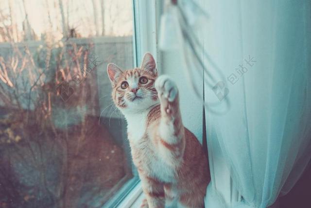 猫 小猫 可爱 动物 好玩 播放 毛皮 年轻 基蒂