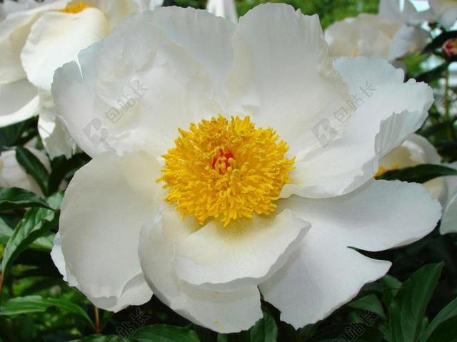 牡丹 花 花园 春 植物区系 叶