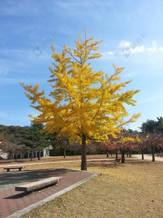 银杏 景观 黄色 木材 公园 秋季