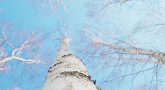 BIRCH 冬季 白色 天空 树枝 大自然 大韩民国 木材