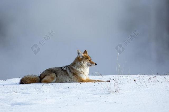 郊狼 野生动物 自然 雪 捕食者 席 荒野 野生 肖像