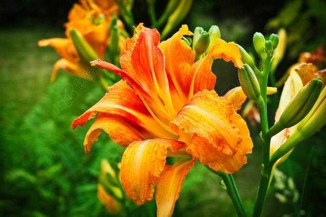 黄花菜 花 厂 花园 开花 百合 黄红金针 盛开 植物群